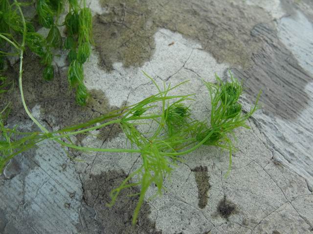 Pianta acquatica da determinare: genere Chara